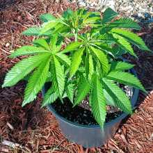 Review Image - O.G. Kush Feminised Seeds - 3