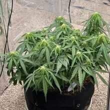 Review Image - Northern Lights Auto Feminised Seeds - 1