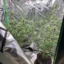 Review Image - Alaskan Purple Auto Feminised Seeds - 5