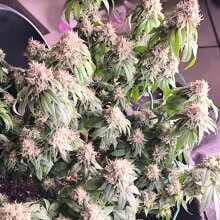 Review Image - Hella Jelly (formerly Jelly Rancher) Feminised Seeds - 5