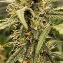 Review Image - Black Toffee Auto Feminised Seeds