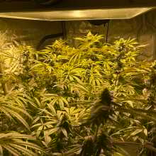 Image de révision - Early Lemon Berry RBX Feminised Seeds