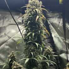 Review Image - Northern Lights Auto Feminised Seeds - 3