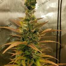 Review Image - White Widow XXL Auto Feminised Seeds