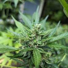 Überprüfen Sie das Bild - Zkittlez Auto Feminised Seeds - 3