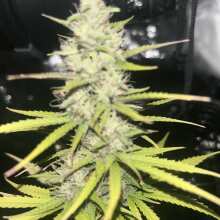 Überprüfen Sie das Bild - West Coast O.G. Auto Feminised Seeds - 5