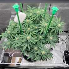 Image de révision - Super Skunk Feminised Seeds - 5