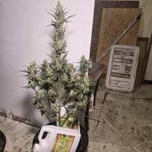 Review Image - Alaskan Bananaberry Auto Feminised Seeds