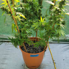 Review Image - Green Crack Auto Feminised Seeds - 3