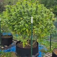 Review Image - Cali Critical Mass Feminised Seeds - 3