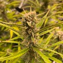 Review Image - Gorilla Cookies Auto Feminised Seeds - 1