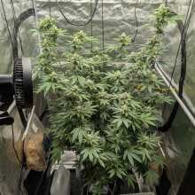 Image de révision - Strawberry Cookies OG R1 Feminised Seeds