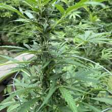 Review Image - Original Cheese Auto Feminised Seeds - 3