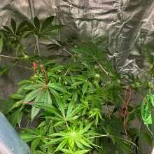 Review Image - Acapulco Gold Feminised Seeds - 3