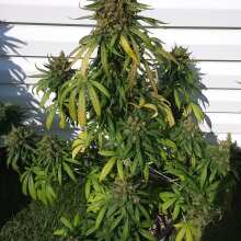 Review Image - Blueberry Auto Feminised Seeds - 5