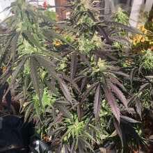 Review Image - White Widow XXL Auto Feminised Seeds - 3