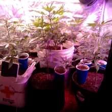 Image de révision - Amnesia FAST Feminised Seeds - 3