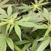 Review Image - Sensi Skunk Regular Seeds - 10