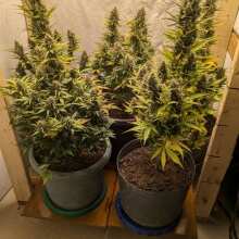 Review Image - Alaskan Purple Auto Feminised Seeds - 5