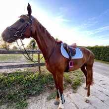 Beoordelingsafbeelding - EQUITHÈME Zadeldekje Softy Jumping Lichtblauw