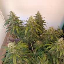 Review Image - Forbidden Runtz Auto Feminised Seeds