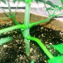 Image de révision - Gelato 41 BX Feminised Seeds