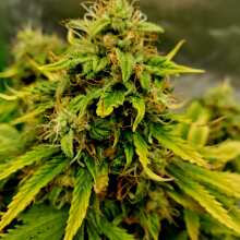 Image de révision - Gorilla Candy Auto Feminised Seeds