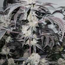 Image de révision - Gelato 41 BX Feminised Seeds