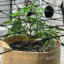 Image de révision - Gelato 41 BX Feminised Seeds