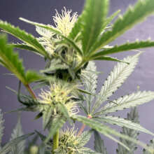 Review Image - Original Cheese Auto Feminised Seeds - 3