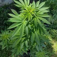 Review Image - Gorilla Jealousy F1 Feminized Seeds