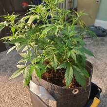 Image de révision - Gorilla Cookies Auto Feminised Seeds - 1