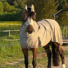 Beoordelingsafbeelding - Premiere Fliegendecke mit Bauchlatz Grau 145/195