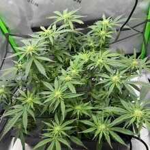 Review Image - Jack Herer FAST Feminised Seeds - 3