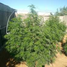 Review Image - Hindu Kush Regular Seeds - 10