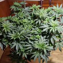 Review Image - Gorilla Girl Feminised Seeds - 5