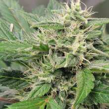 Review Image - Juicy Zkittlez Auto Feminised Seeds