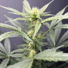 Image de révision - Original Cheese Auto Feminised Seeds - 3