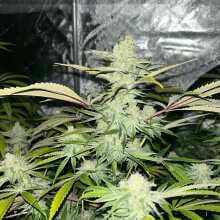 Image de révision - Early Lemon Berry RBX Feminised Seeds