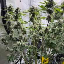 Review Image - Lemon Skunk Feminized Seeds