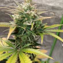 Review Image - Pineapple Express Auto Feminised Seeds - 3