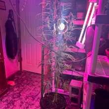 Image de révision - Gorilla Glue Auto Feminised Seeds - 3