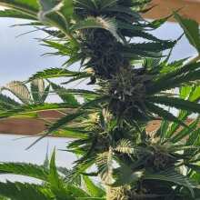 Review Image - Cali Critical Mass Feminised Seeds