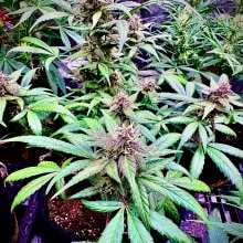 Review Image - Blackberry Kush Auto Feminised Seeds - 3