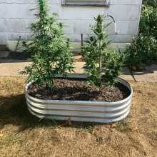 Image de révision - Alaskan Diesel Auto Feminised Seeds - 3