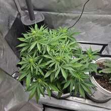 Review Image - Blue Dream Auto Feminised Seeds - 3