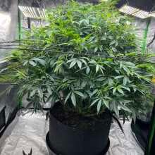 Review Image - Pineapple Express Feminised Seeds - 3