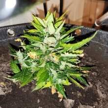 Review Image - Green Crack Feminised Seeds - 6