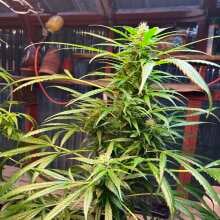 Review Image - Jack Herer Auto Feminised Seeds - 3