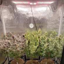 Review Image - Glueberry O.G. Auto Feminised Seeds - 7